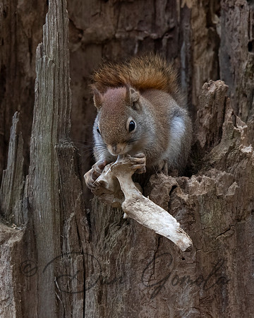 Red Squirrel