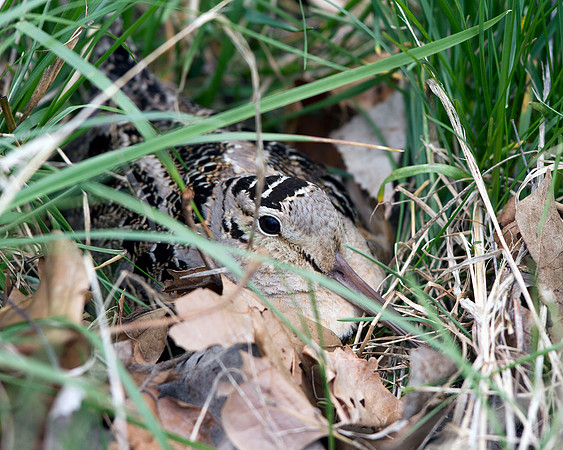 American Woodcock
