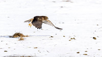 Northern Harrier