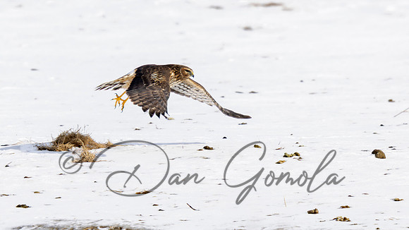 Northern Harrier
