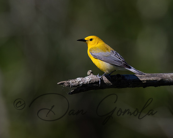 Prothonotary Warbler