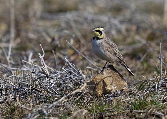Horned Lark