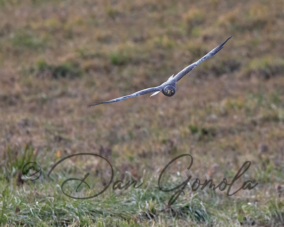 Northern Harrier
