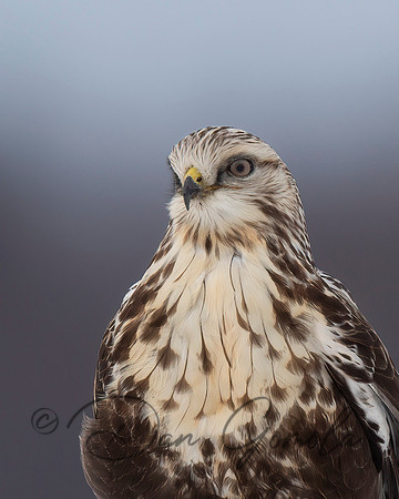 Rough-legged Hawk