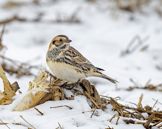 Lapland Longspur