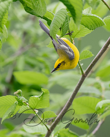 Blue-winged Warbler