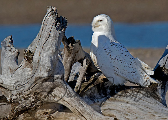 Snowy Owl
