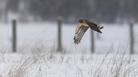 Northern Harrier
