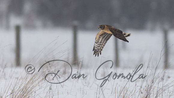 Northern Harrier