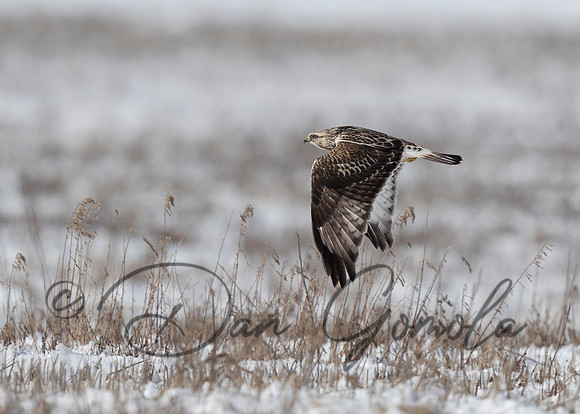 Rough-legged Hawk