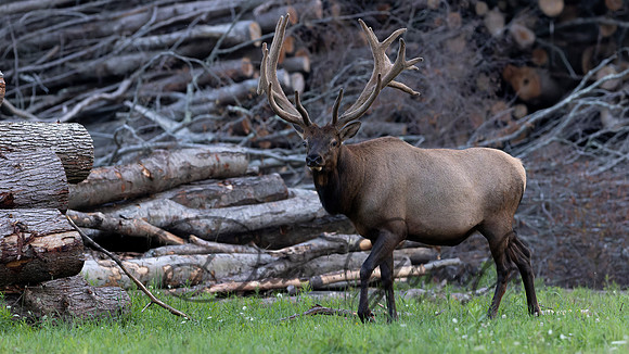 PA Elk (August, 2024)