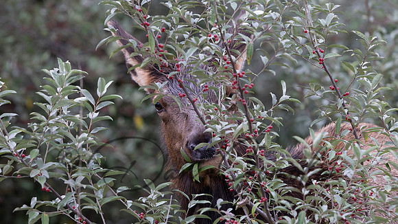 PA Elk (October, 2024)