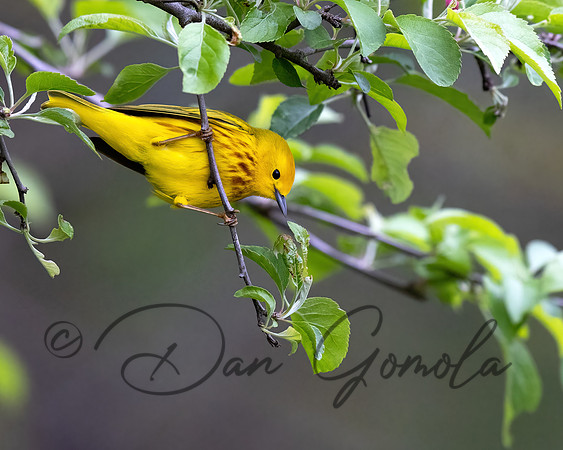 Yellow Warbler