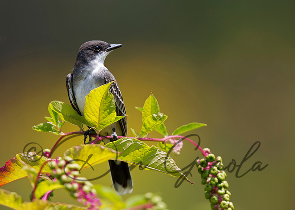 Eastern Kingbird