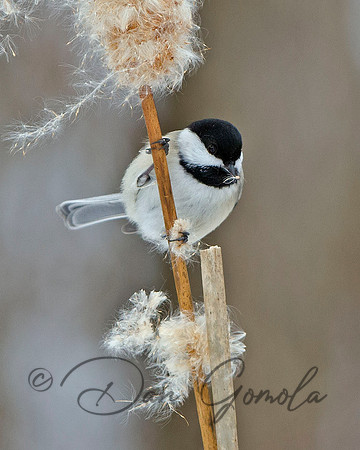Black-capped Chickadee