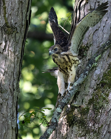 Red-shouldered Hawk