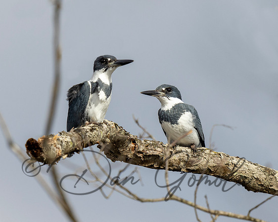 Belted Kingfisher