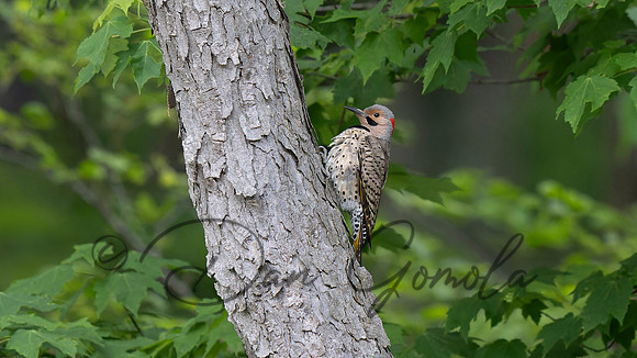 Northern Flicker