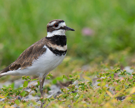 Killdeer