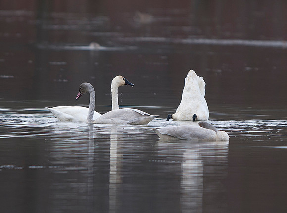 Tundra Swan