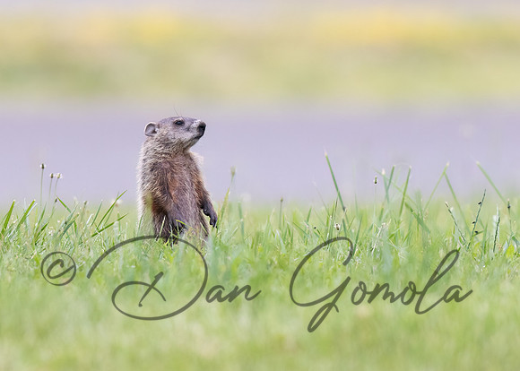 Groundhog