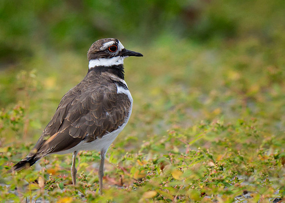 Killdeer