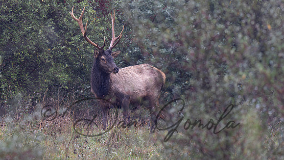 PA Elk (October, 2024)