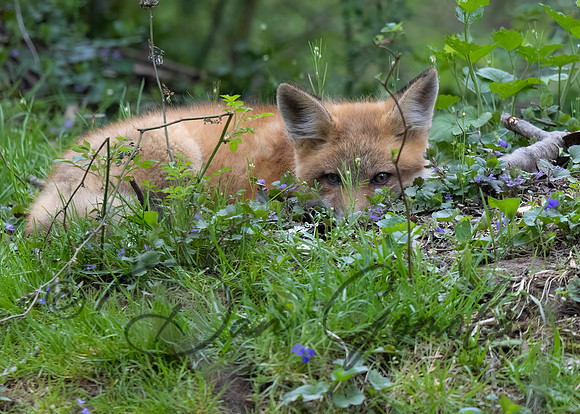 Red Fox