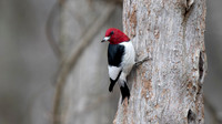 Red-headed Woodpecker