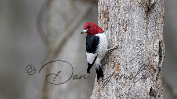 Red-headed Woodpecker