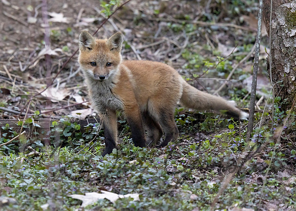 Red Fox