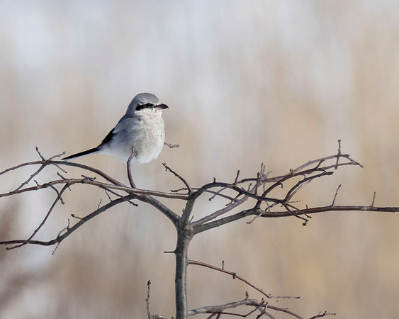 Northern Shrike