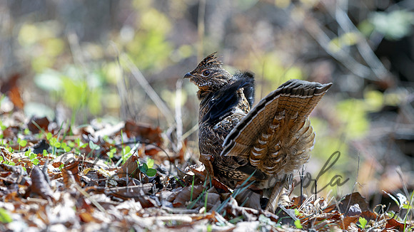 Ruffed Grouse