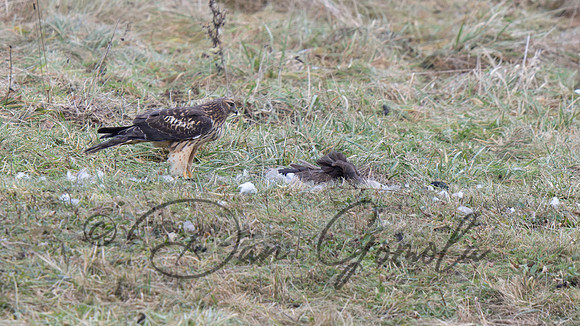 Northern Harrier