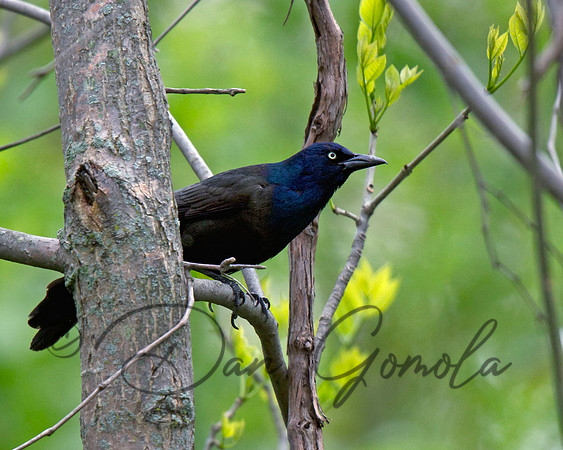 Common Grackle