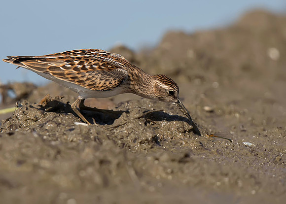 Least Sandpiper