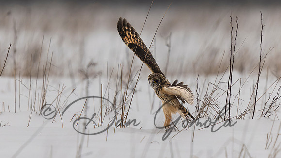 Short-eared Owl
