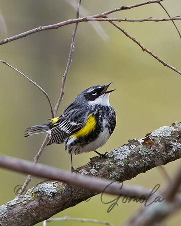 Yellow-rumped Warbler