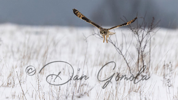Short-eared Owl