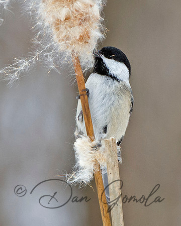 Black-capped Chickadee