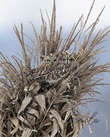 Short-eared Owl