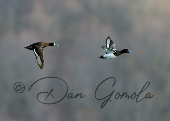 Lesser Scaup (pair)