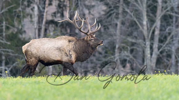 PA Elk (November, 2024)