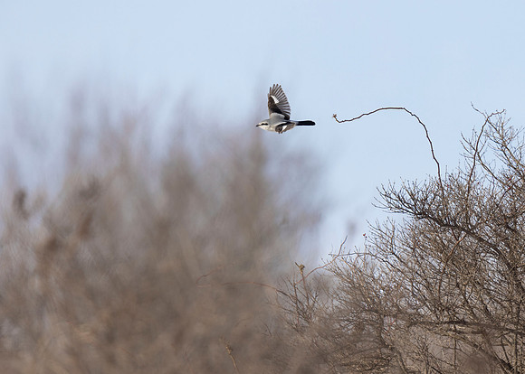 Northern Shrike