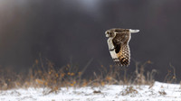 Short-eared Owl