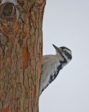 Hairy Woodpecker