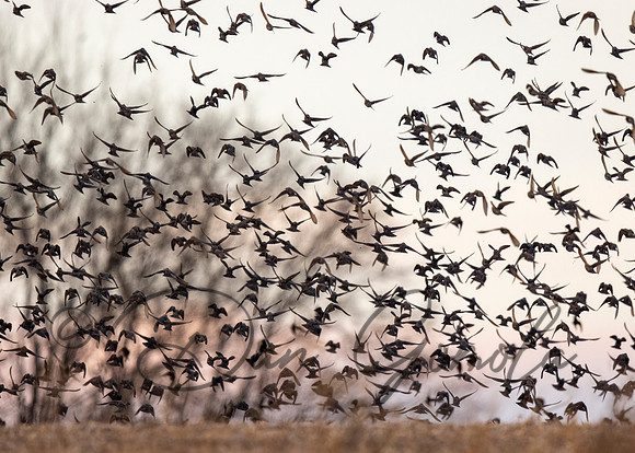European Starling