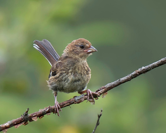 Eastern Towhee