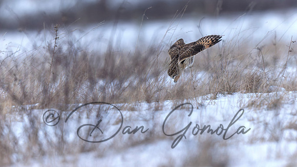 Short-eared Owl