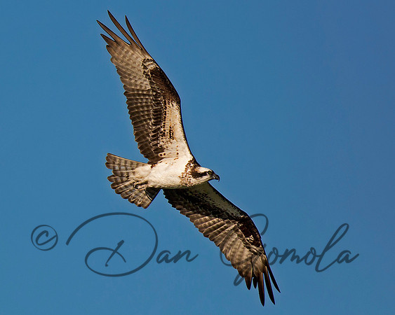 Osprey